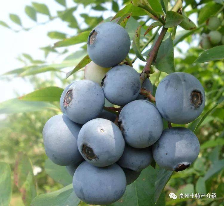 开阳富硒茶打农药吗(富硒药农用)-硒宝网