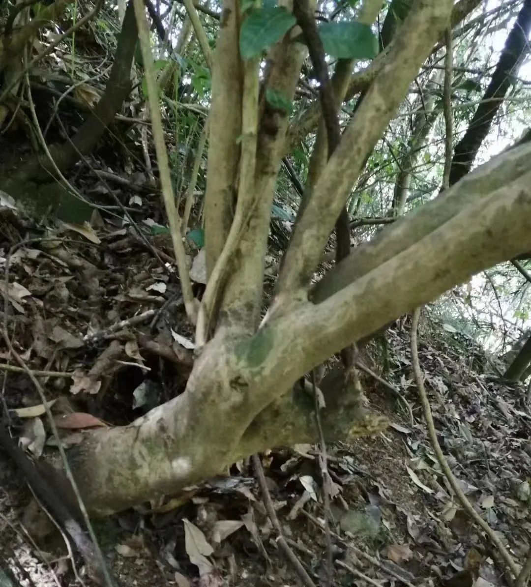 河北富硒毛坝茶加工（富硒毛尖茶是哪里产的）-硒宝网