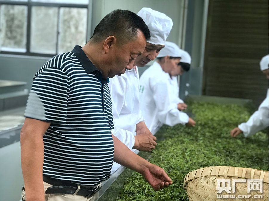 河北富硒毛坝茶加工（富硒茶批发）-硒宝网