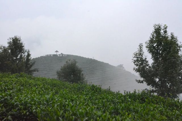 安康富硒茶能放多久(安康富硒茶的优势)-硒宝网