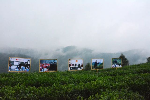 安康富硒茶能放多久(安康富硒茶的优势)-硒宝网