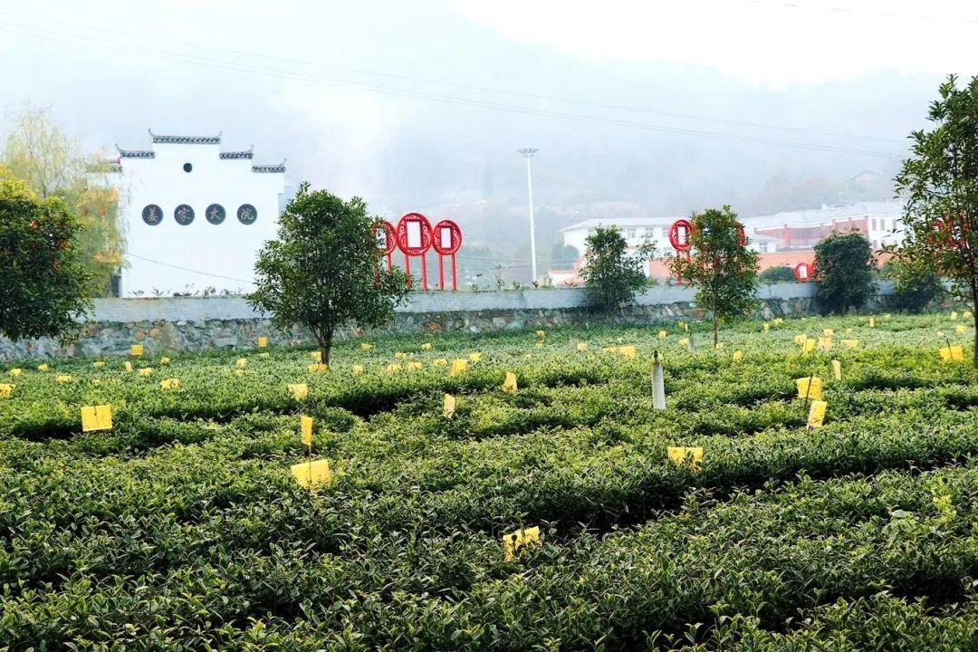 南宫山富硒茶介绍语（南宫山富硒茶多少钱）-硒宝网