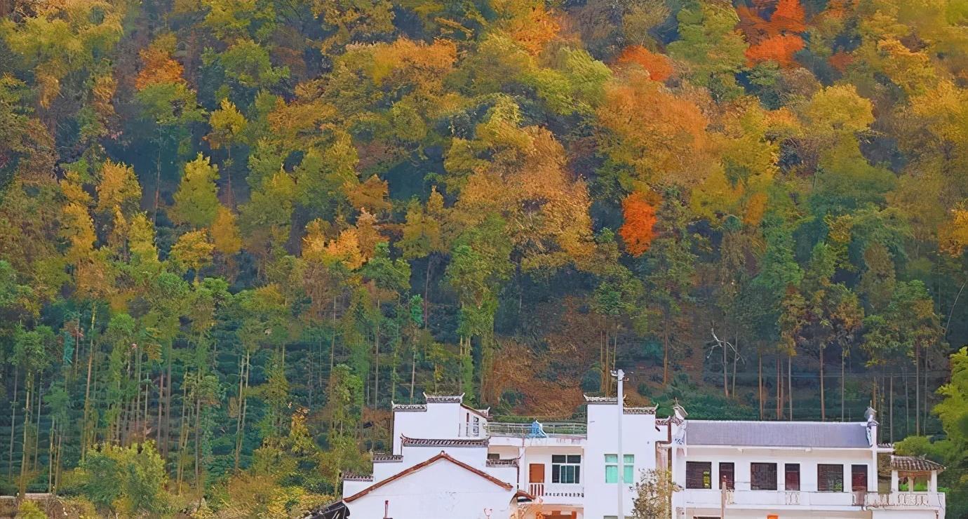 南宫山富硒茶介绍语（南宫山富硒茶多少钱）-硒宝网