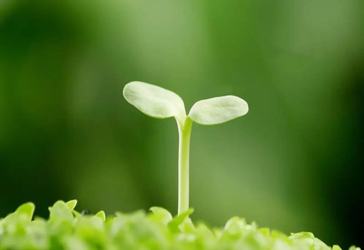 土壤中的微量元素(微量元素土壤中含有什么)-硒宝网