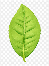 山西富硒荞子茶供应（山西供应茶荞子富硒产品）-硒宝网