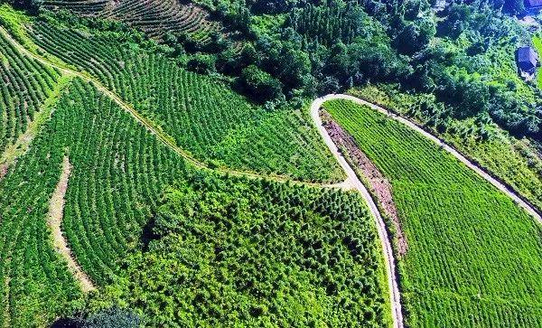 富硒老白茶是什么茶（老茶白茶富硒是什么味道）-硒宝网