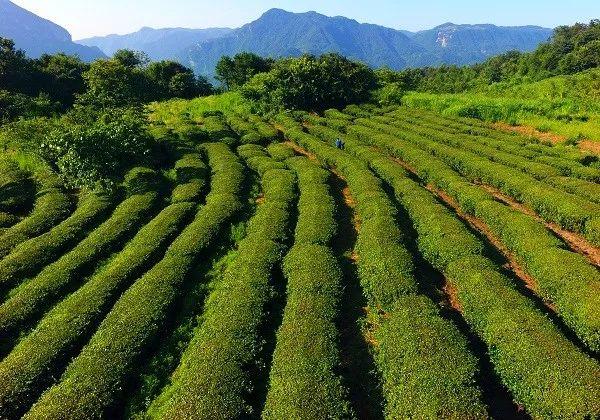 富硒老白茶是什么茶（老茶白茶富硒是什么味道）-硒宝网