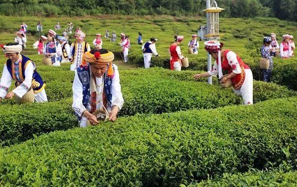 富硒老白茶是什么茶（老茶白茶富硒是什么味道）-硒宝网