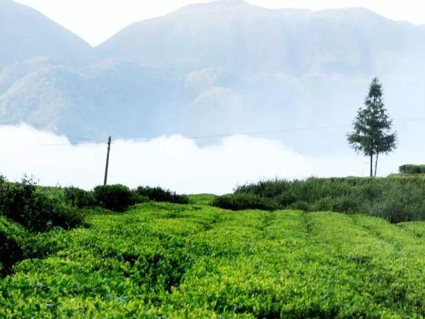 富硒老白茶是什么茶（老茶白茶富硒是什么味道）-硒宝网