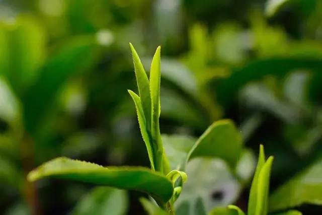 富硒茶的上市季节是(富硒茶什么季节喝)-硒宝网