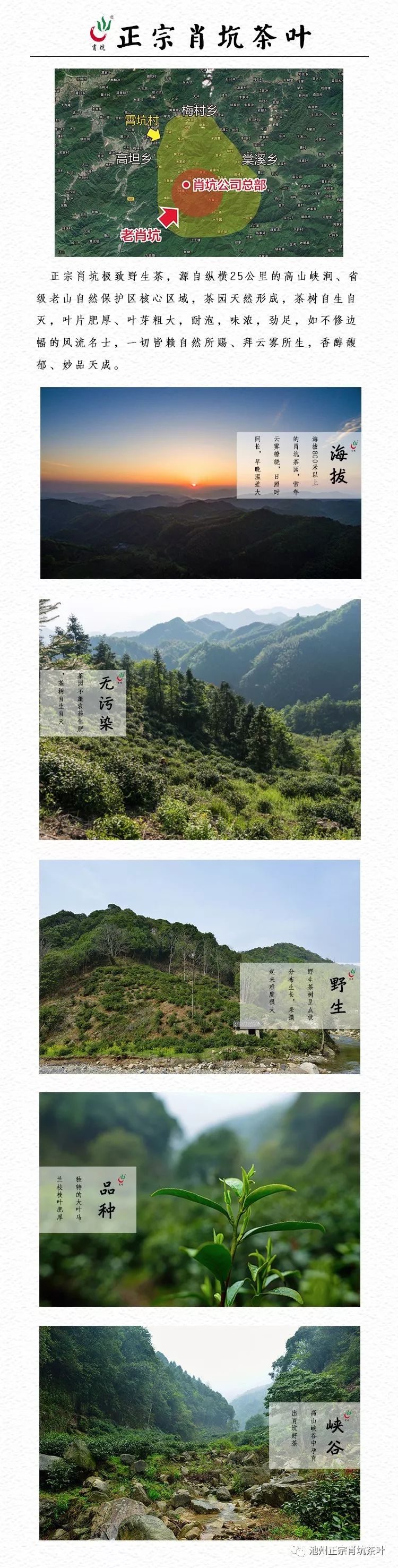 富硒茶的上市季节是(富硒茶什么季节喝)-硒宝网