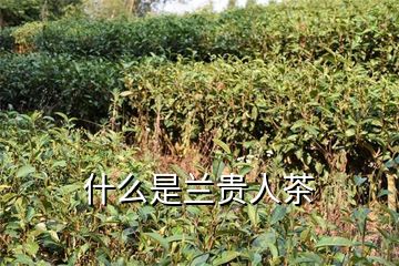 富硒黑茶可以泡多久(富硒黑茶多少钱)-硒宝网