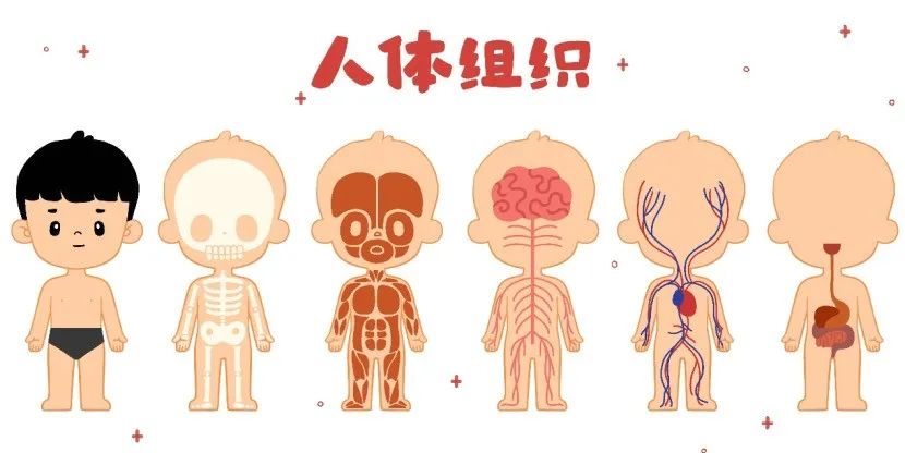 测微量元素需要空腹吗（测空腹微量元素需要注意什么）-硒宝网