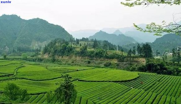 重庆富硒毛坝茶加工（重庆富硒农产品）-硒宝网