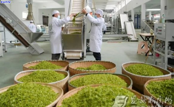 重庆富硒毛坝茶加工（重庆富硒农产品）-硒宝网