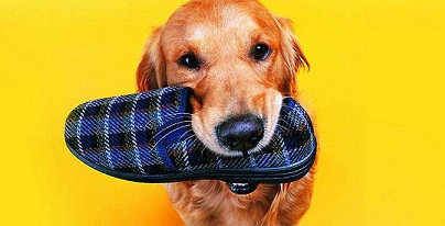 狗狗微量元素哪个牌子好（狗狗微量元素那个牌子好）-硒宝网