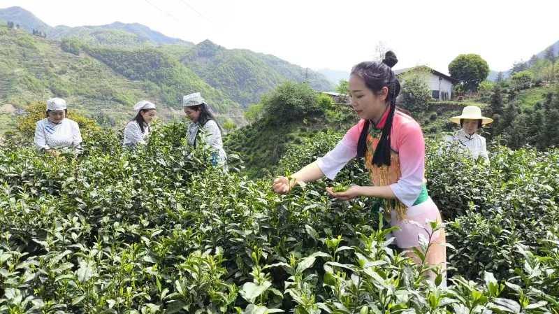 富硒茶销售市场分析（富硒茶的竞争对手）-硒宝网