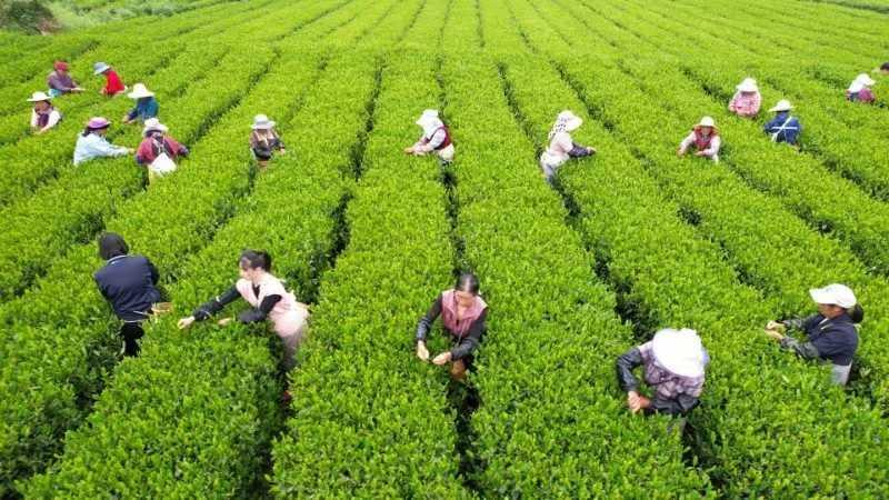 富硒茶销售市场分析（富硒茶的竞争对手）-硒宝网