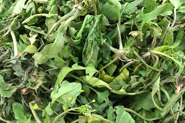 补钙的食品（补钙食品排行榜）-硒宝网