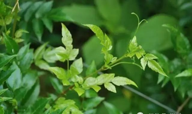 富硒藤茶可以降压吗（富硒腾茶降血糖吗）-硒宝网