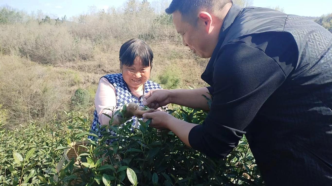十大品牌安康富硒茶(安康富硒茶主要产自哪里)-硒宝网