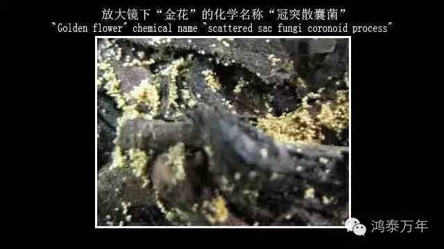 富硒黑茶什么时候喝（喝黑茶富硒时候能喝吗）-硒宝网