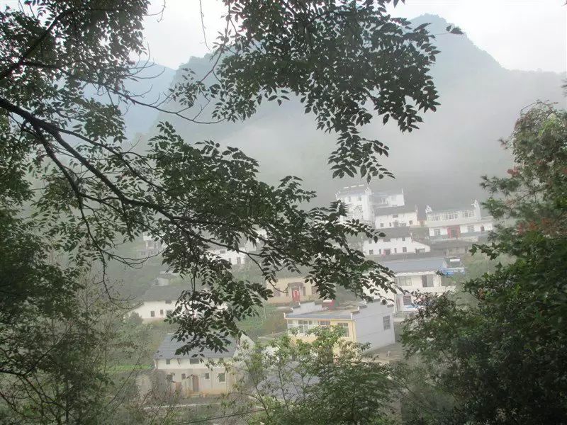 牯牛降富硒野茶耐泡（富硒野茶多少钱一斤）-硒宝网