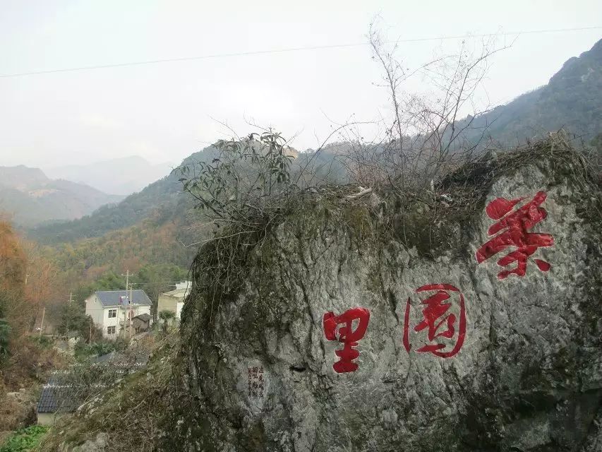 牯牛降富硒野茶耐泡（富硒野茶多少钱一斤）-硒宝网