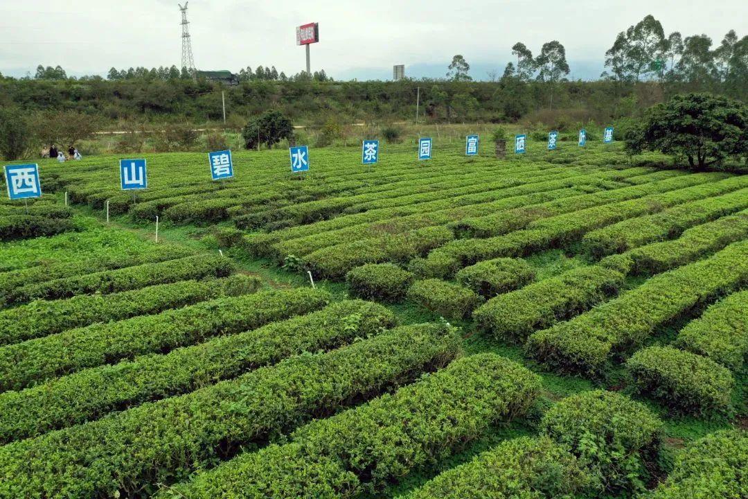 贵港市富硒茶三道杠(贵港市富硒农产品)-硒宝网