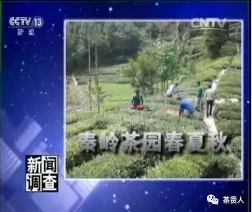 四大富硒茶乡是哪里（富硒茶产地在哪里）-硒宝网