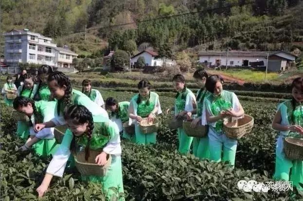 四大富硒茶乡是哪里（富硒茶产地在哪里）-硒宝网