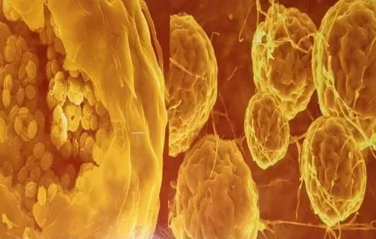 富硒黑茶什么时候喝(黑茶含硒)-硒宝网