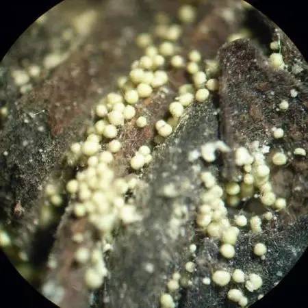 富硒黑茶什么时候喝(黑茶含硒)-硒宝网