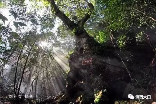 四大富硒茶乡是哪里（富硒茶之乡）-硒宝网