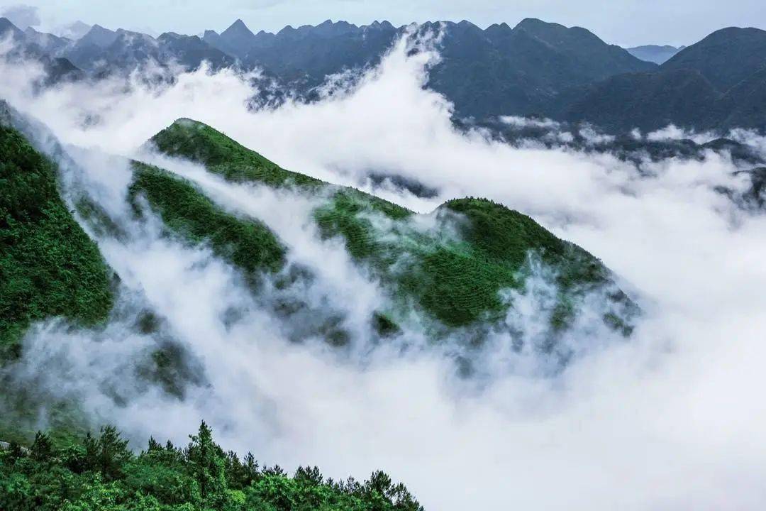 万源市富硒茶的市?。ㄍ蛟锤晃枰都鄹瘢?硒宝网