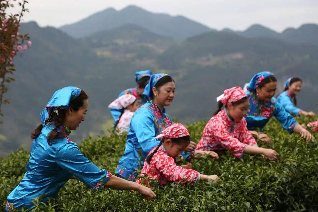 万源市富硒茶的市场（万源富硒茶叶价格）-硒宝网