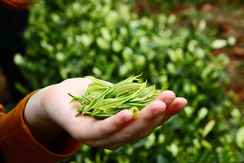 富硒之乡 富硒之茶（富硒茶园）-硒宝网