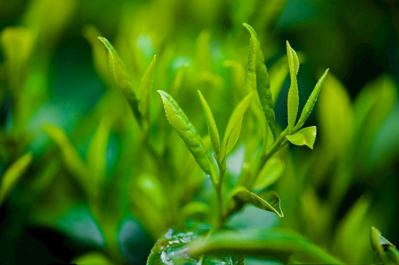 富硒之乡 富硒之茶（富硒茶园）-硒宝网