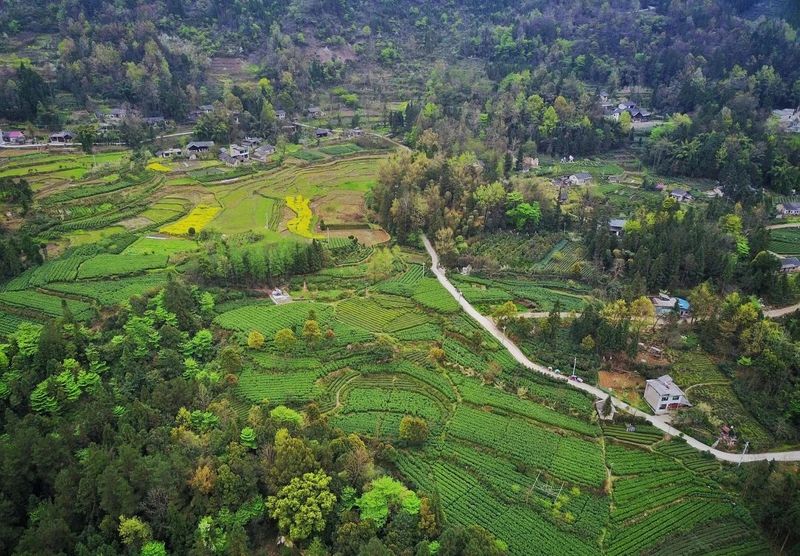 恩施硒茶恩施富硒茶(恩施富硒茶)-硒宝网