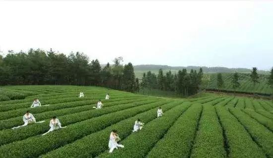 凤冈富硒富硒有机茶（富硒茶具）-硒宝网