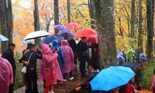 富硒茶含富硒多少克（富硒茶好处）-硒宝网