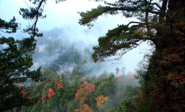 富硒茶含富硒多少克（富硒茶好处）-硒宝网