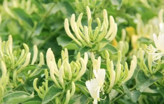 富硒茶含富硒多少克（富硒茶好处）-硒宝网