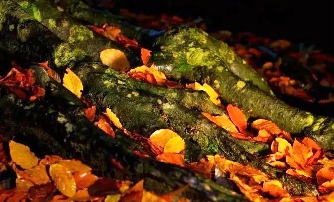 富硒茶含富硒多少克（富硒茶好处）-硒宝网