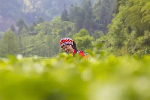 富硒茶含富硒多少克(富硒茶含硒吗)-硒宝网