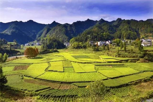 富硒茶含富硒多少克(富硒茶含硒吗)-硒宝网