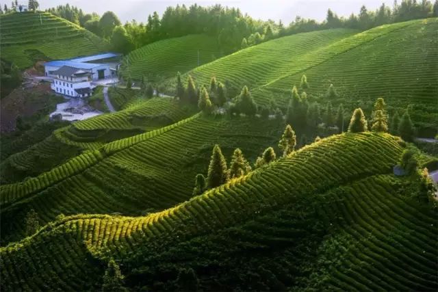 富硒茶含富硒多少克(富硒茶含硒吗)-硒宝网