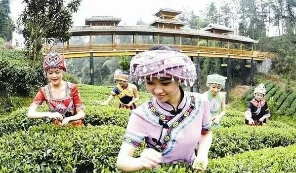 恩施富硒茶 玉露茶(恩施玉露富硒茶)-硒宝网