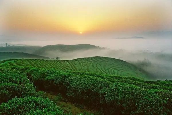 富硒茶含有的硒多少（茶含硒元素吗）-硒宝网