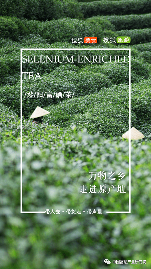 紫阳茶 紫阳富硒茶(紫阳富硒茶多少钱一斤)-硒宝网